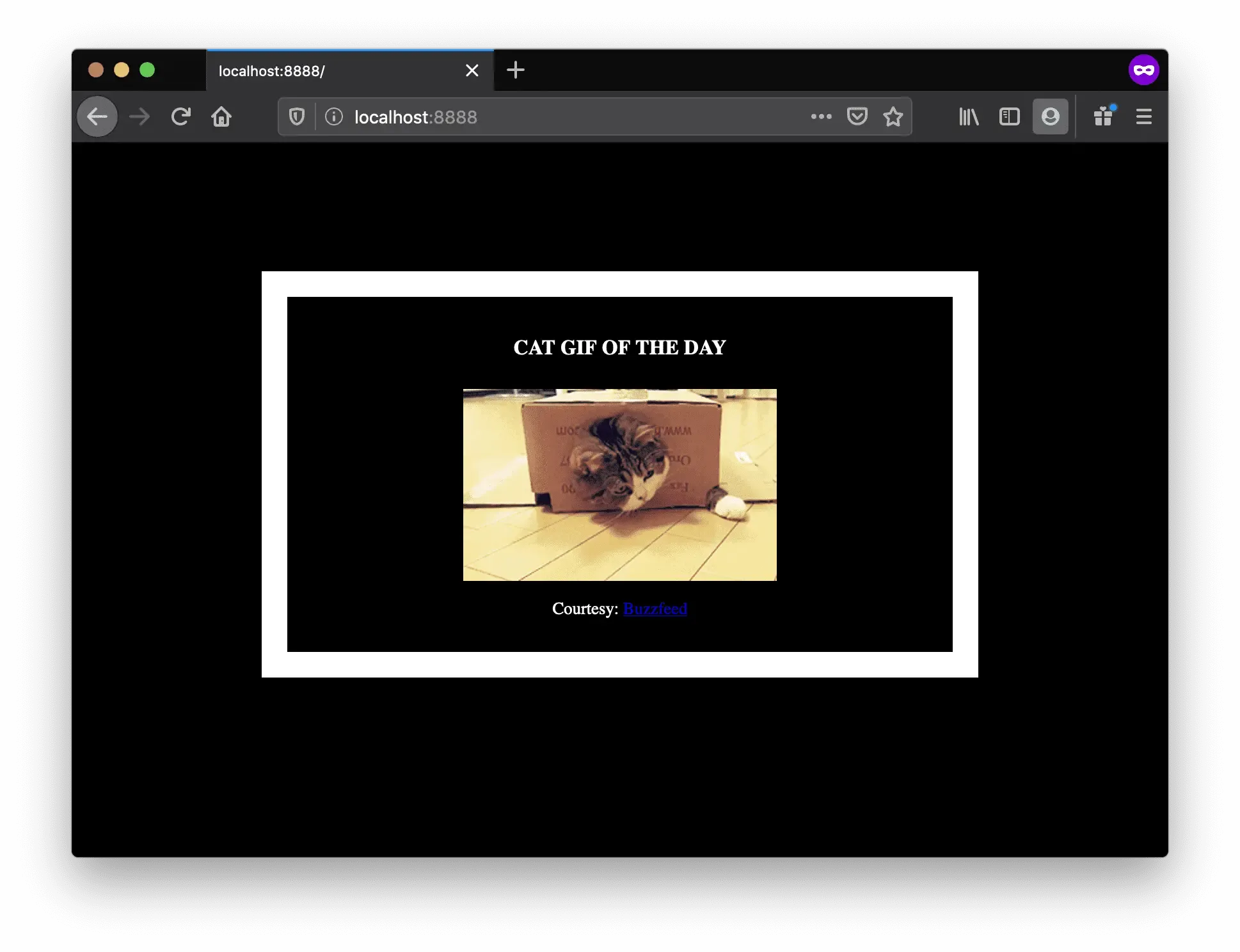 cat gif website